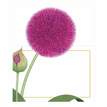 86908p caspari karen s alliums die cut place cards 8 per package 28397617709191 1024x1024