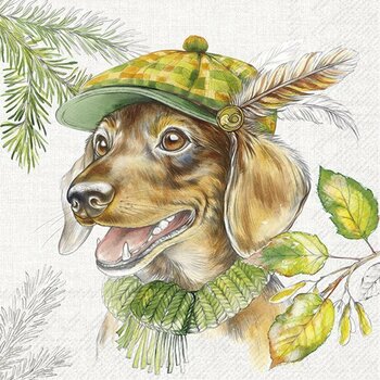 Dachshund
